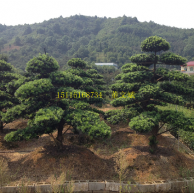 批发罗汉松造型树园林工程绿化精品庭院树 规格齐全湖南基地直销图2