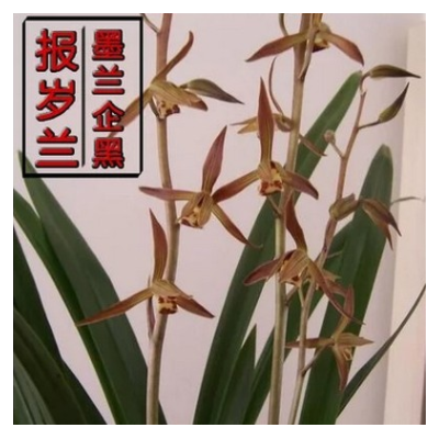 墨兰企黑兰花 建兰 四季兰 室内植物盆栽花卉园艺春兰 兰花盆栽图2