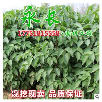 基地直供重阳木树苗四季常青庭院种植观赏净化空气规格齐全重阳木
