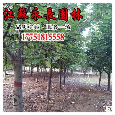 基地直供北美海棠树苗绿化花木公园景区装饰美化规格齐全北美海棠