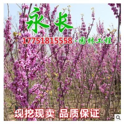 基地直供紫荆花苗绿化花木气味芳香室内盆栽观赏规格齐全紫荆树苗