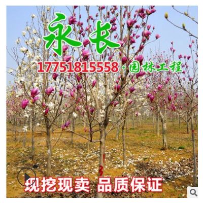 直供花玉兰树苗绿化花木气味芳香室内盆栽装饰美化规格齐全玉兰