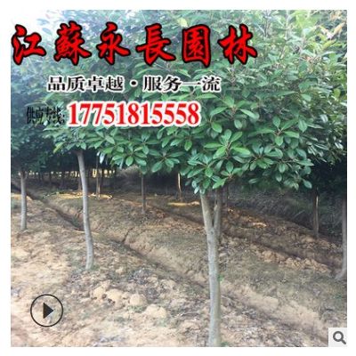 基地直供高杆石楠球庭院种植装饰美化绿篱围墙规格齐全独杆石楠球
