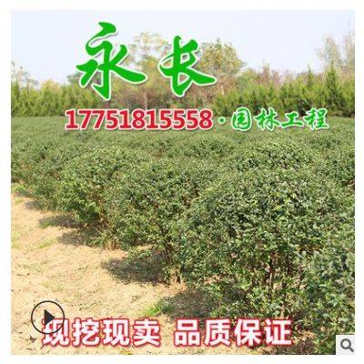 基地直供小叶女贞球绿化苗木四季常青公园装饰规格齐全小叶女贞球