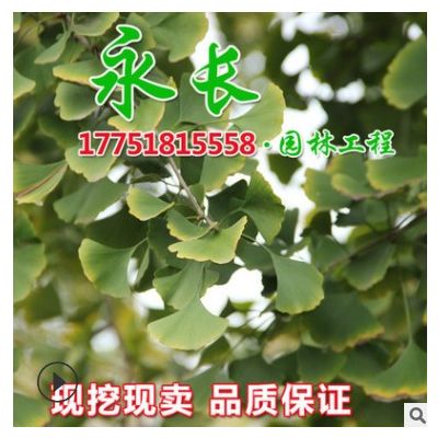 基地直供银杏树苗绿化苗木行道点缀四季常青净化空气银杏树苗