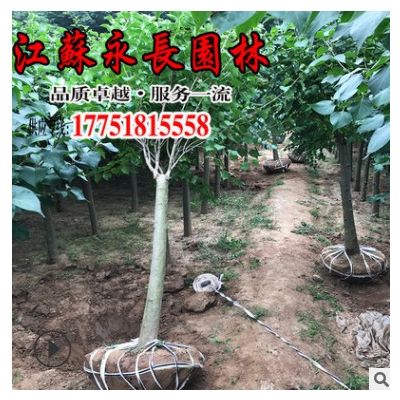 直供紫丁香树苗气味芳香装饰盆栽点缀美化环境规格齐全紫丁香树苗