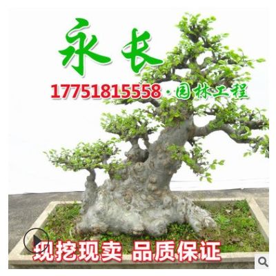 基地直供榆树树苗四季常青庭院种植盆栽装饰点缀规格齐全榆树树苗