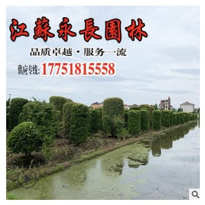 苗圃基地供应红叶石楠柱 四季常青篱笆绿化苗木 红叶石楠柱批发