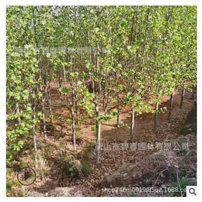 法桐树苗基地供应 道路风景树庭荫树观叶植物园林绿化工程苗木