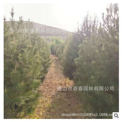 基地供应白皮松树苗风景树 好管理行道绿化2米-3米白皮松基地