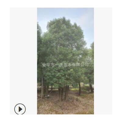 【供应】绿化工程香樟树 全冠香樟 丛生香樟 截杆香樟 常绿乔木
