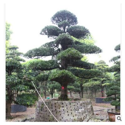 基地优质供应造型罗汉松 园林工程 地径12-25公分
