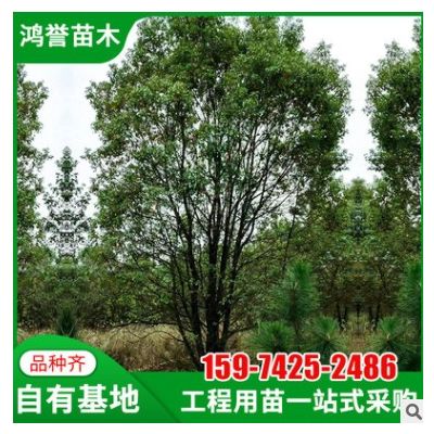 【丛生香樟】批发供应丛生香樟多杆移栽大香樟树直销精品多头香樟