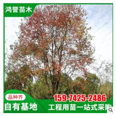 【丛生乌桕】湖南苗圃基地直供丛生乌桕规格齐全园林绿化基地批发