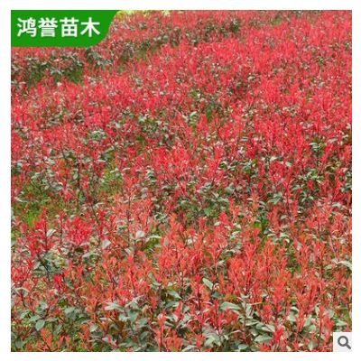 【红叶石楠小苗】湖南植被基地红叶石楠小苗园林绿化工程庭院装饰