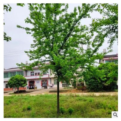 【三角枫】基地直供三角枫园林绿化工程庭院植被行道种植树木批发