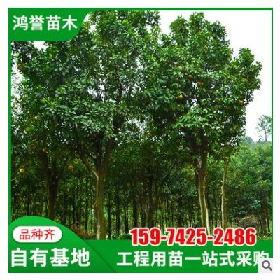 【香泡】湖南植被基地直供香泡园林绿化工程庭院行道树木香泡批发