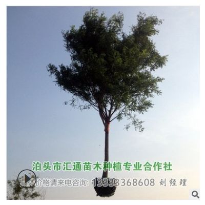 供应国槐 河北国槐 沧州国槐 泊头国槐14公分