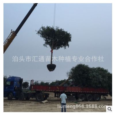 出售河北国槐沧州国槐14-15-16公分 行道树和景观树
