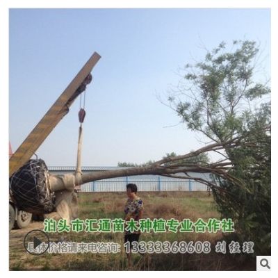 供应绿化乔木国槐 沧州国槐 崔尔庄国槐 河北国槐基地7-19公分