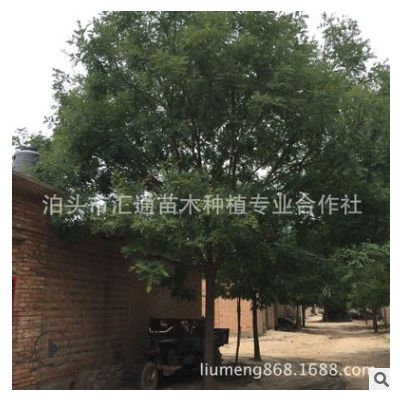 国槐20-22公分的国槐 沧州国槐 出货中......