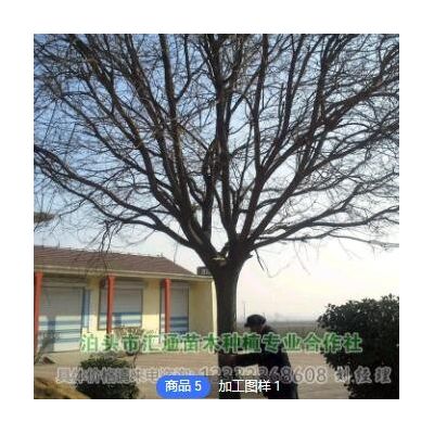 [国槐基地] 沧州国槐11-25公分移植苗，