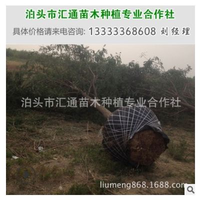 沧州国槐供应 8-20公分大国槐 崔尔庄国槐