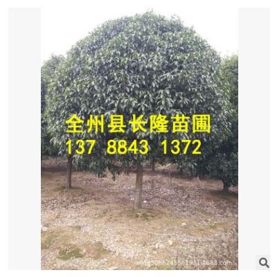绿化树木桂花树12公分 分支1.2米球形价格实惠 精品桂花树