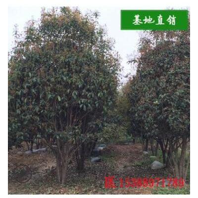 湖南苗圃直供流苏嫁接桂花树苗 庭院绿植盆栽花卉四季桂树批发