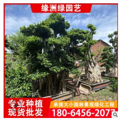 福建小叶榕桩景批发 基地种植产地批发造型小叶榕盆景报价