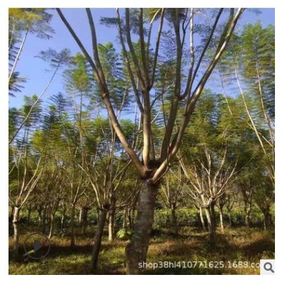 蓝花楹基地批发 各种规格 蓝花楹报价 20公分25公分 蓝花楹批发