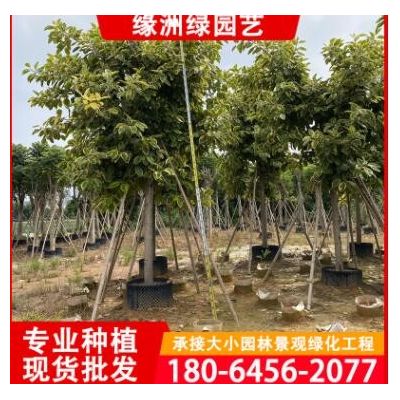 富贵榕 农户种植批发 各种 富贵榕价格 基地批发 大叶榕 花叶榕