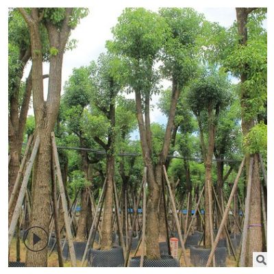 香樟产地批发 香樟树供应护坡绿化 湿地绿化大量供应园林苗木批发