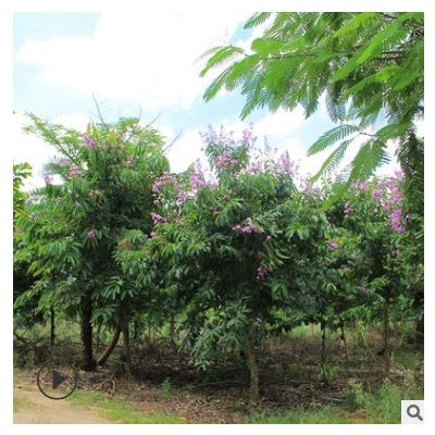 大叶紫薇基地批发 盆栽紫薇可供嫁接造型设计 百日红树美化风景