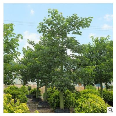 美丽异木棉美人树 公园小区行道观景树 美化环境漳州园林基地批发