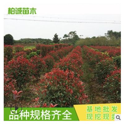 红叶石楠球 彩色工程园林绿化工程苗木 批发 市政园林绿化景观树