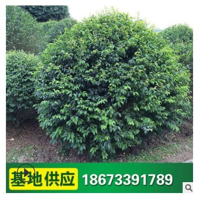 小叶女贞球 常绿常青树苗批发 造型树工程绿化苗 庭院绿化植物