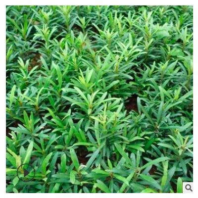 长期供应罗汉松苗木 精品罗汉松苗木批发 湖南苗圃直销 货源充足