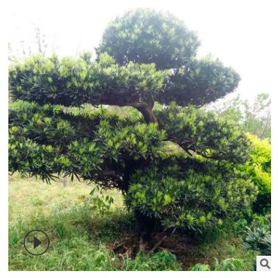 绿化苗木罗汉松 罗汉松桩景 造型罗汉松 胸径12公分罗汉松