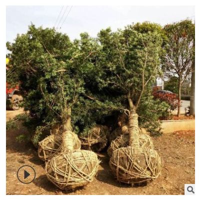 直供精品罗汉松树 庭荫景观苗木罗汉松桩景 货源充足 多规格