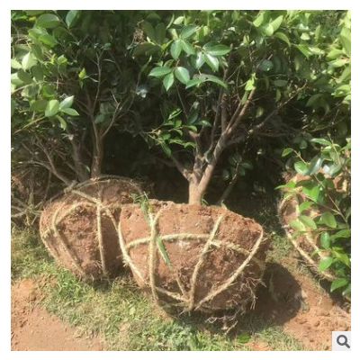 精品高杆茶梅树价格 庭院景观绿化苗木茶梅树 基地批发 价格实惠
