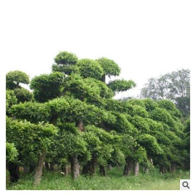 榉树基地 绿化苗木 榉树批发 工程苗木 规格齐全