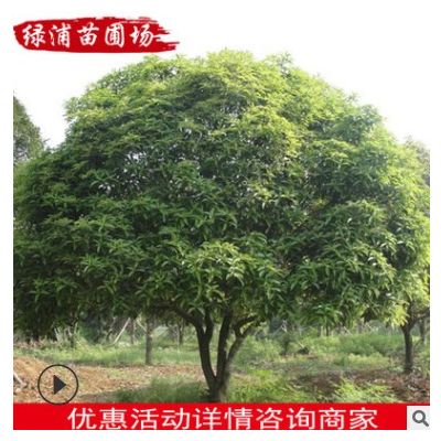 桂花树苗批发 园林常绿乔木 桂花苗木长期供应
