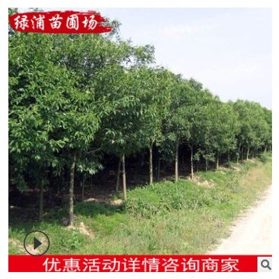 常绿乔木高杆贞苗 高干女贞苗木工程绿化苗木