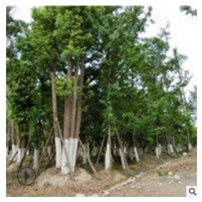 苗圃批发 香樟基地 从生香樟树苗 四季常青