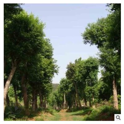 现货批发基地朴树苗 大量朴树苗圃批发销售 量大从优