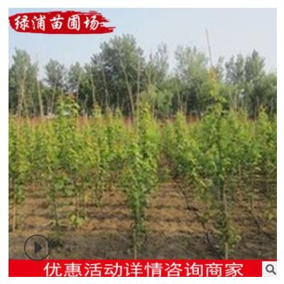 南京苗圃场基地大量供应绿化用苗桑树 桑树苗 庭院植物