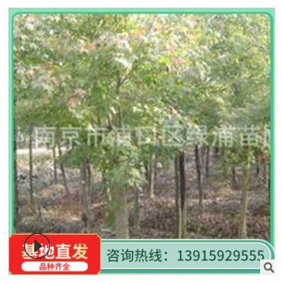 马褂木 广玉兰行道树 基地直发 马褂木行道树