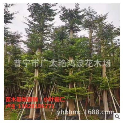 福建小叶榄仁细叶榄仁绿化工程基地直供锦叶榄仁绿化木行道树批发