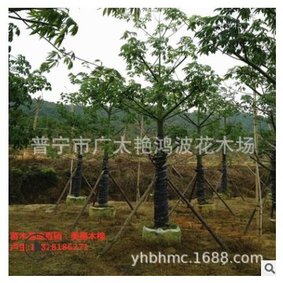 广西大腹异木棉绿植美人树美丽异木棉移植苗容器苗米径5-25公分树